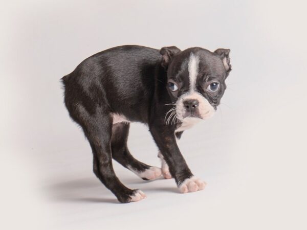 Boston Terrier Dog Male Black / White 19934 Petland Topeka, Kansas