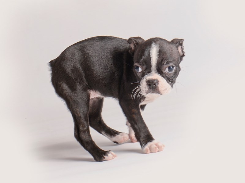 Boston Terrier-Dog-Male-Black / White-3896285-Petland Topeka, Kansas