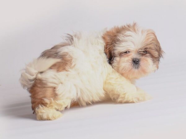 Shih Tzu Dog Female Gold / White 19932 Petland Topeka, Kansas