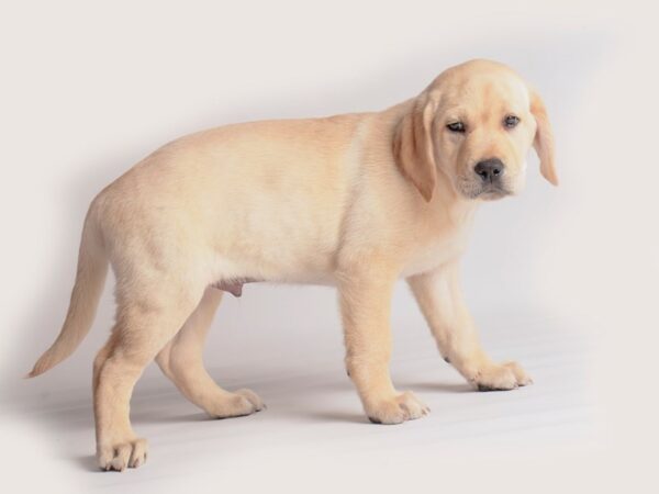 Labrador Retriever-Dog-Male-Yellow-19931-Petland Topeka, Kansas