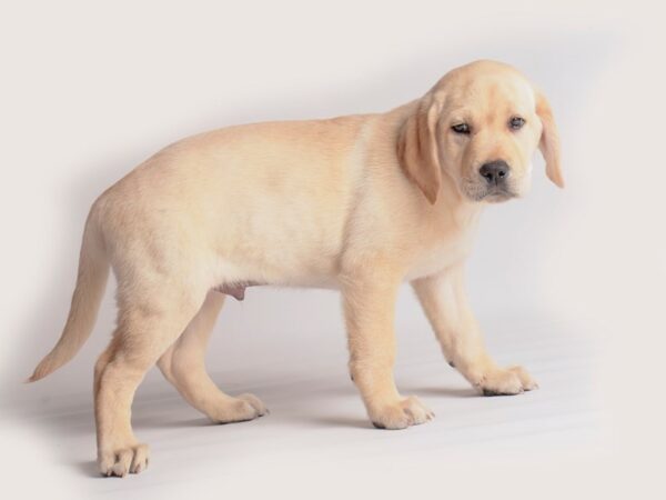 Labrador Retriever Dog Male Yellow 19931 Petland Topeka, Kansas