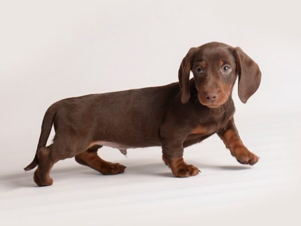 Dachshund-Dog-Male-Chocolate / Tan-19930-Petland Topeka, Kansas