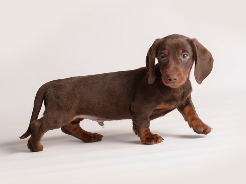Dachshund Small Animal Chocolate Tan ID 19930 Located at Petland