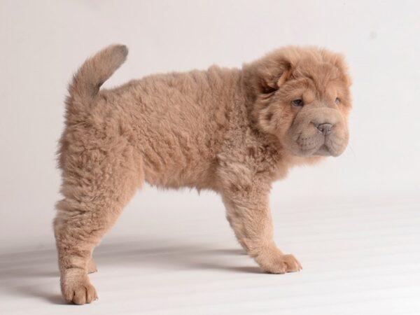 [#19915] Isabella Dilute Female Chinese Shar-Pei Puppies For Sale