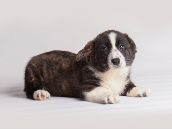 Cardigan Welsh Corgi Dog Male Brindle 19953 Petland Topeka, Kansas