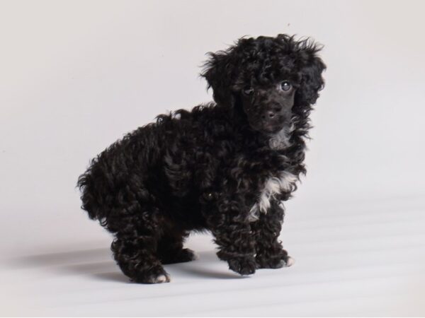 Poodle Dog Female Black 19951 Petland Topeka, Kansas