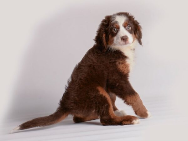 Bernedoodle Mini / Bernardadoodle-Dog-Female-Chocolate-19950-Petland Topeka, Kansas