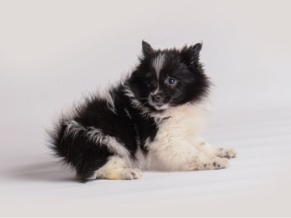 Pomeranian-Dog-Female-Black-19948-Petland Topeka, Kansas