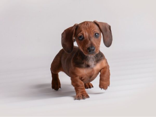 Dachshund-Dog-Female-Wild Boar-19946-Petland Topeka, Kansas