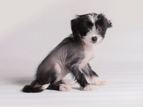 Chinese Crested Dog Female Black and White 19940 Petland Topeka, Kansas