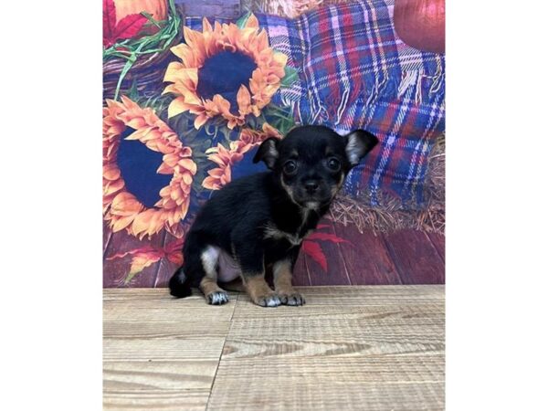 [#19954] Black / Tan Male Chihuahua Puppies For Sale