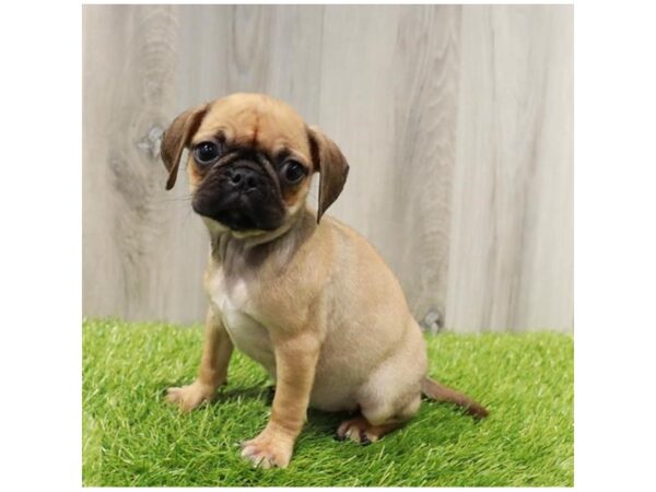 Puggle Dog Female Fawn 19959 Petland Topeka, Kansas