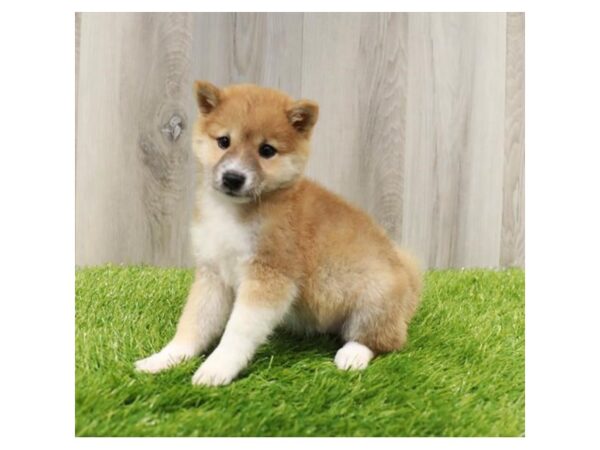 [#19957] Red Female Shiba Inu Puppies For Sale
