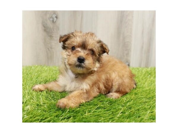 [#19961] Gold Female Yorkiepoo Puppies For Sale