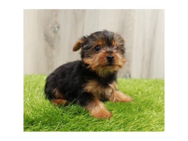 [#19958] Black / Tan Male Yorkshire Terrier Puppies For Sale