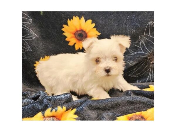 Maltese-Dog-Female-White-19965-Petland Topeka, Kansas