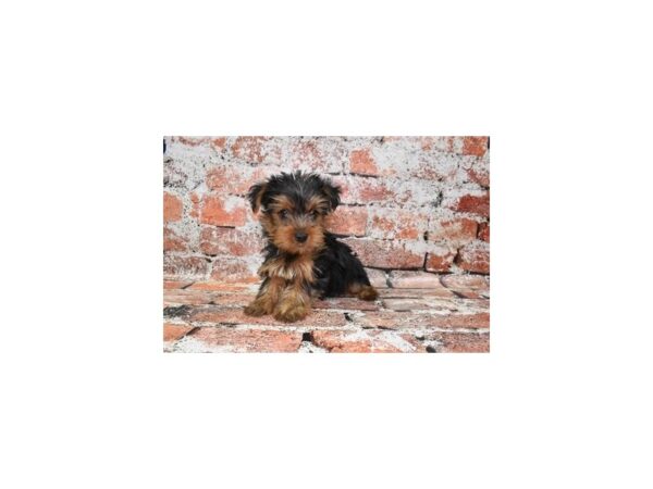 [#19966] Black and Tan Male Yorkshire Terrier Puppies For Sale