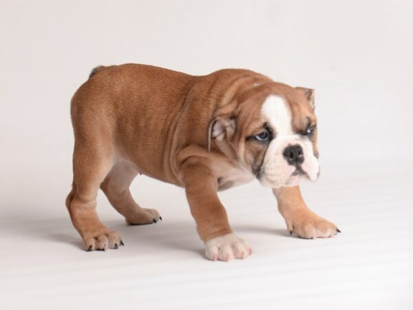 Bulldog Dog Female Red and White 19969 Petland Topeka, Kansas