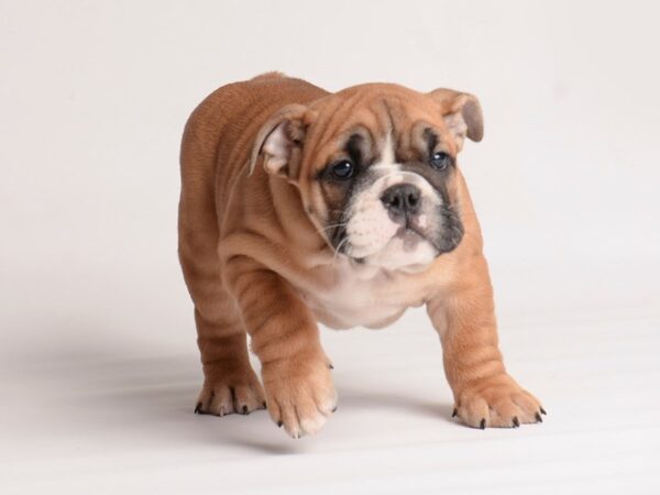 Bulldog Dog Female Red and White 19968 Petland Topeka, Kansas