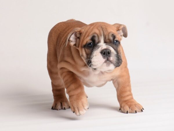 [#19968] Red and White Female Bulldog Puppies For Sale
