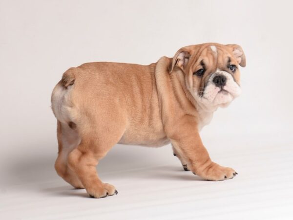 [#19967] Red and White Male Bulldog Puppies For Sale