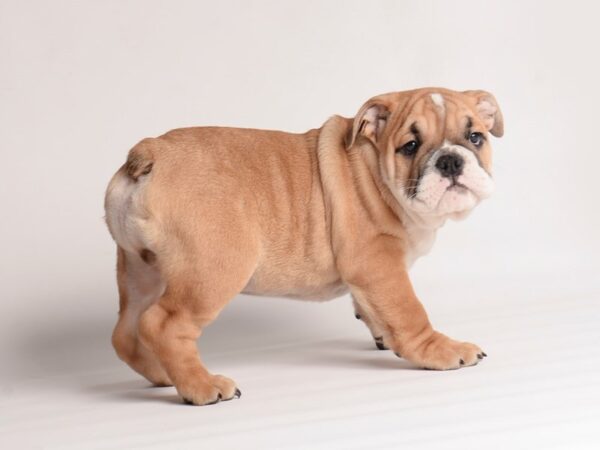 Bulldog-Dog-Male-Red and White-19967-Petland Topeka, Kansas