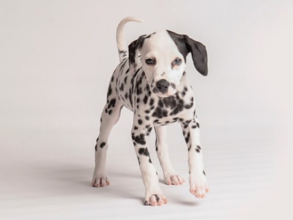 Dalmatian-Dog-Female-White / Black-19963-Petland Topeka, Kansas