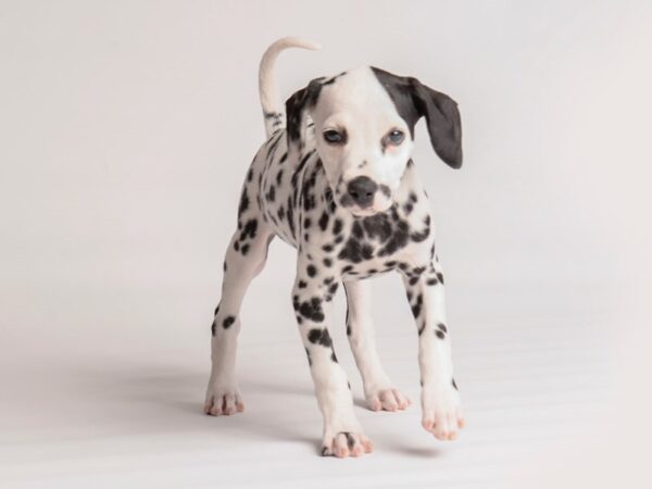 Dalmatian Dog Female White / Black 19963 Petland Topeka, Kansas