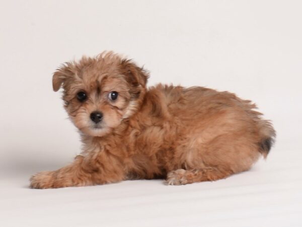 Yorkiepoo Dog Female Gold 19961 Petland Topeka, Kansas