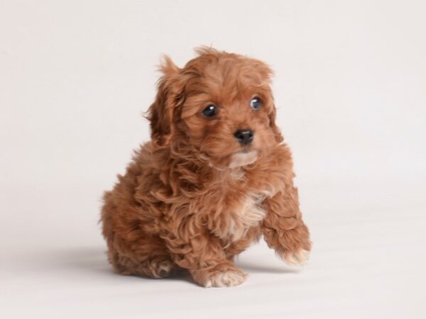 Cock A Poo-Dog-Female-Red-19960-Petland Topeka, Kansas