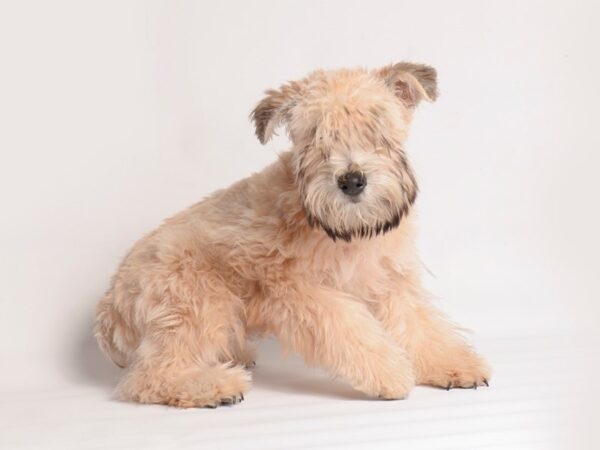 Soft Coated Wheaten Terrier Dog Female Wheaten 19837 Petland Topeka, Kansas