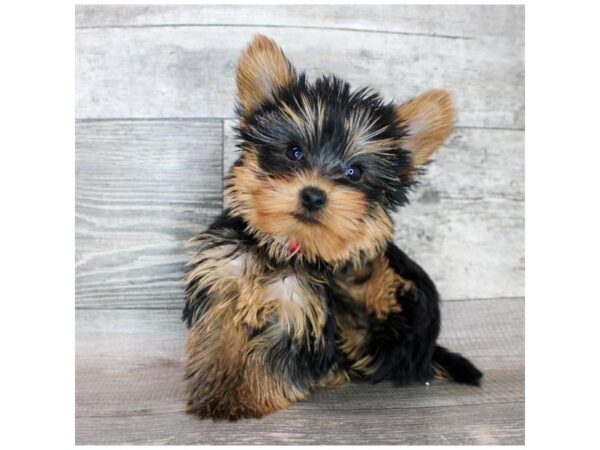 Yorkshire Terrier Dog Female Black / Tan 19978 Petland Topeka, Kansas