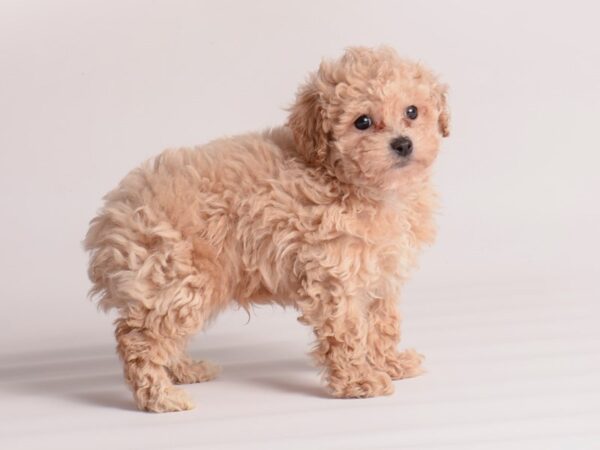 Toy Poodle Dog Male Apricot 19984 Petland Topeka, Kansas