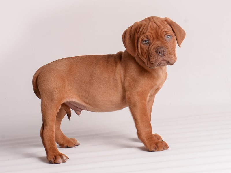 Dogue De Bordeaux-Dog-Male-Red-3919526-Petland Topeka, Kansas