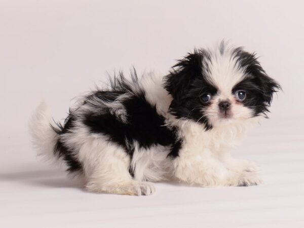 Japanese Chin Dog Female Black / White 19974 Petland Topeka, Kansas