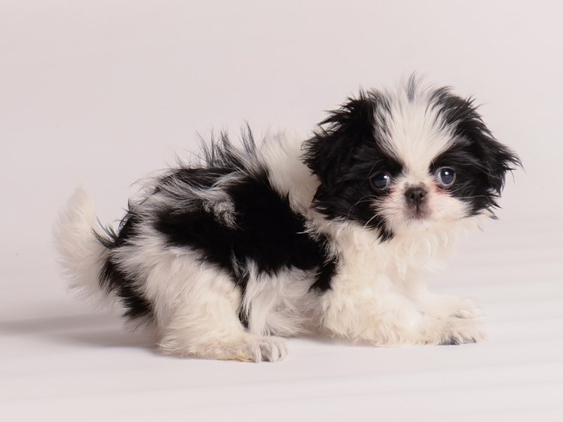 Japanese Chin Small Animal Black / White ID:19974 Located at