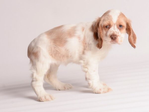 Cocker Spaniel Dog Female Buff / White 19973 Petland Topeka, Kansas