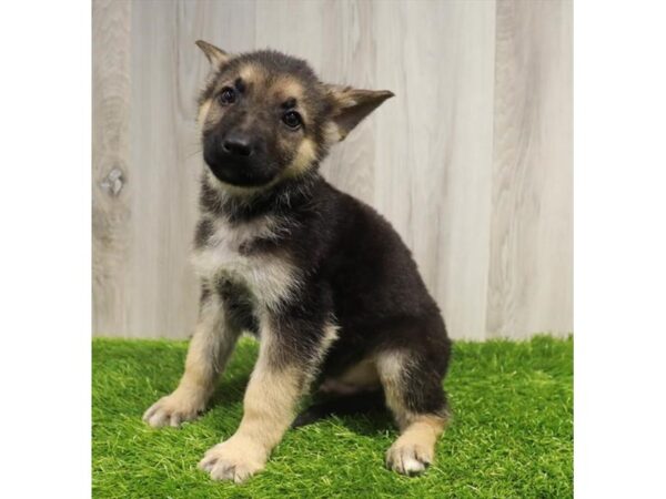 German Shepherd Dog Dog Male Black / Tan 19988 Petland Topeka, Kansas