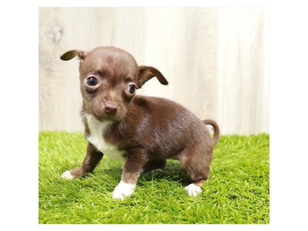 Chihuahua Dog Female Chocolate 19986 Petland Topeka, Kansas