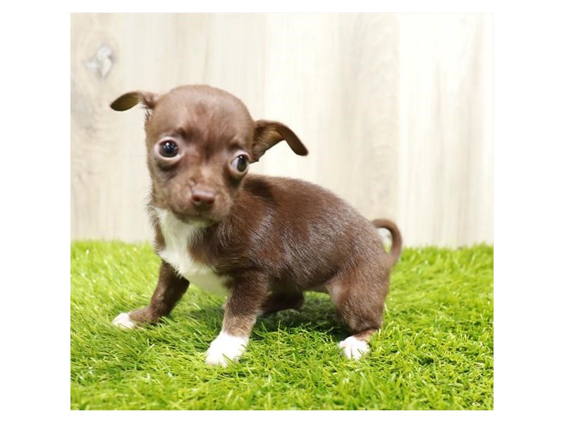 Deer Head Chihuahua Chocolate 