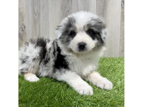 Australian Shepherd Dog Female Blue Merle White / Tan 19985 Petland Topeka, Kansas