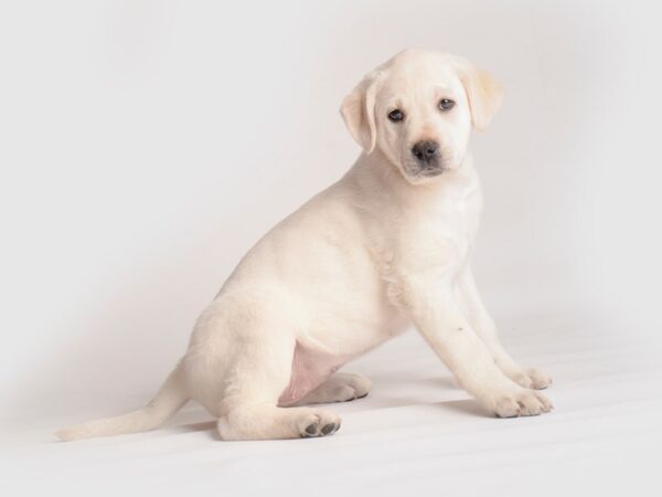 Labrador Retriever Dog Female Yellow 19994 Petland Topeka, Kansas