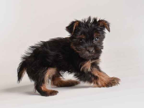 All black hot sale yorkshire terrier