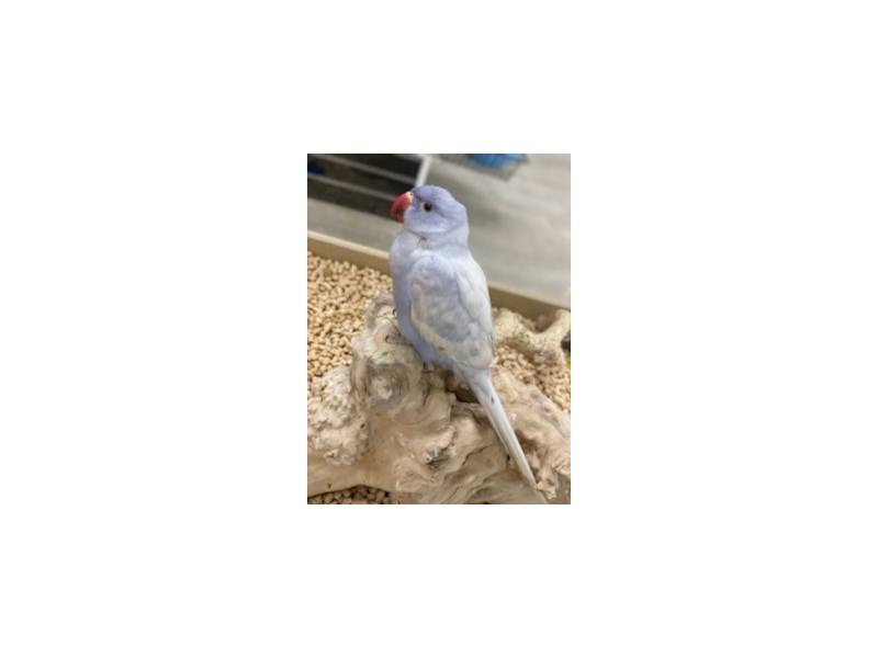 [#19609] Violet Harlequin Pied Indian Ringneck Parakeet Birds For Sale