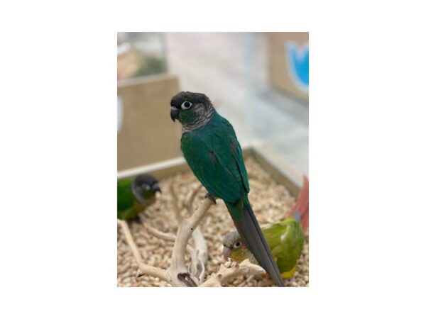 Turquoise Green Cheek Conure-Bird---19612-Petland Topeka, Kansas