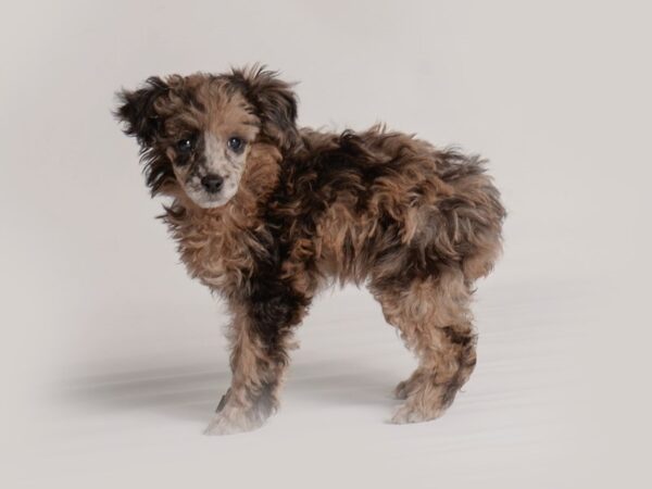 Poodle Dog Female Blue Merle 19868 Petland Topeka, Kansas