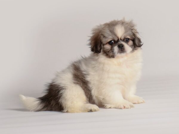 Pekingese Dog Female Sable / White 19867 Petland Topeka, Kansas