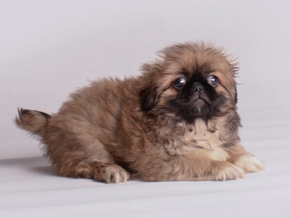 Pekingese Dog Female Gold, Blk Mkgs 19896 Petland Topeka, Kansas