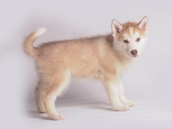 Siberian Husky Dog Female Red and White 19892 Petland Topeka, Kansas