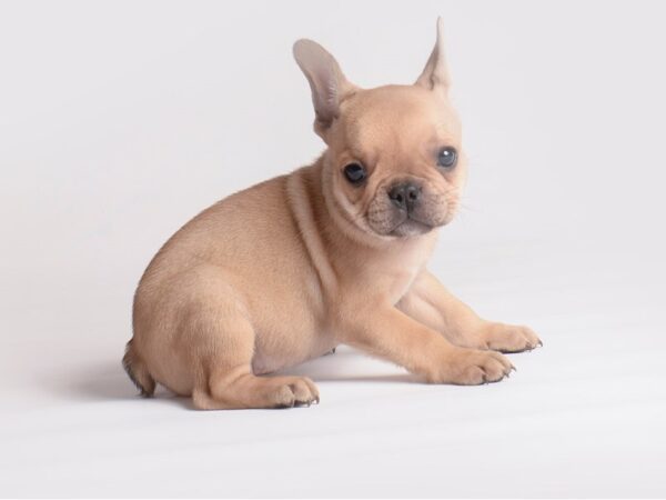 French Bulldog-Dog-Female-Fawn-19925-Petland Topeka, Kansas